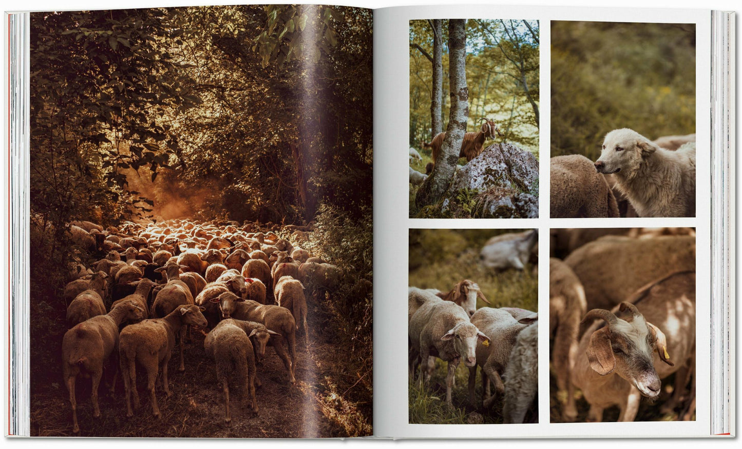 Remote Experiences. Extraordinary Travel Adventures from North to South
