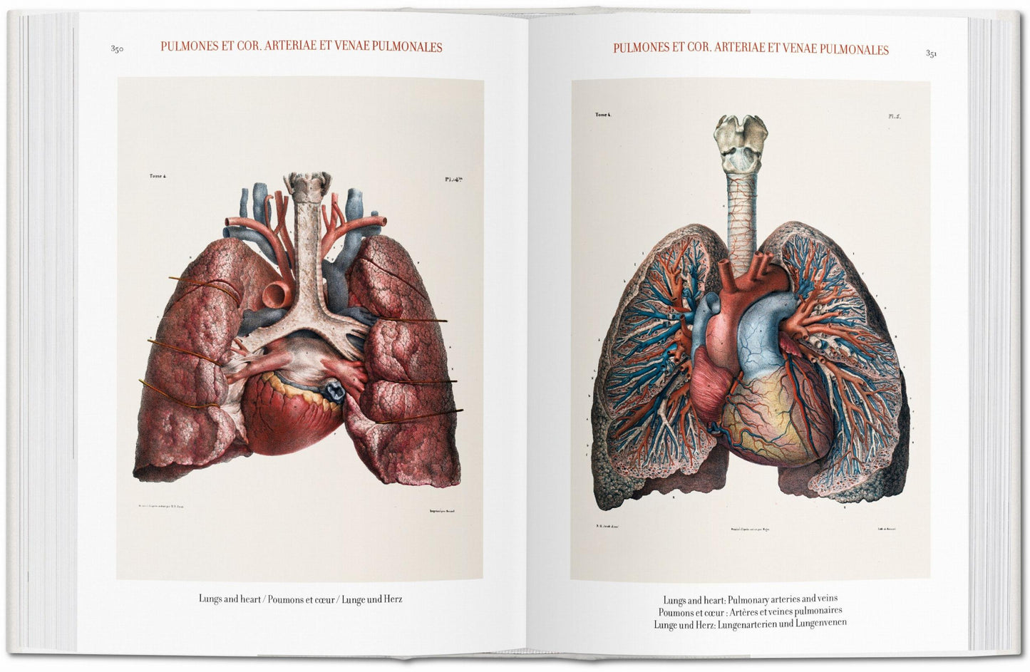 Bourgery. Atlas de anatomía humana y cirugía