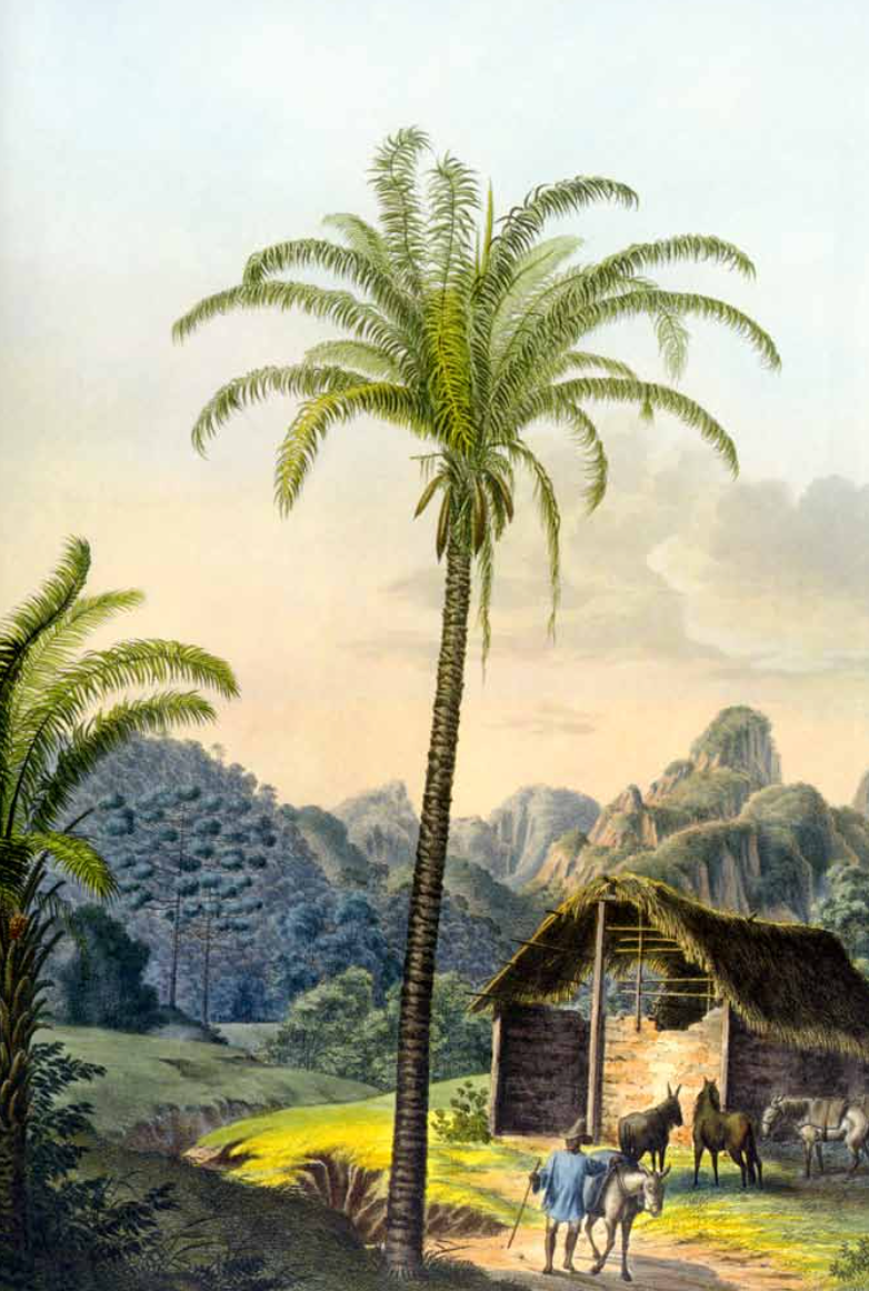 Oil Palm in Colombia -Weaving The Planet & Villegas Editores-Libros