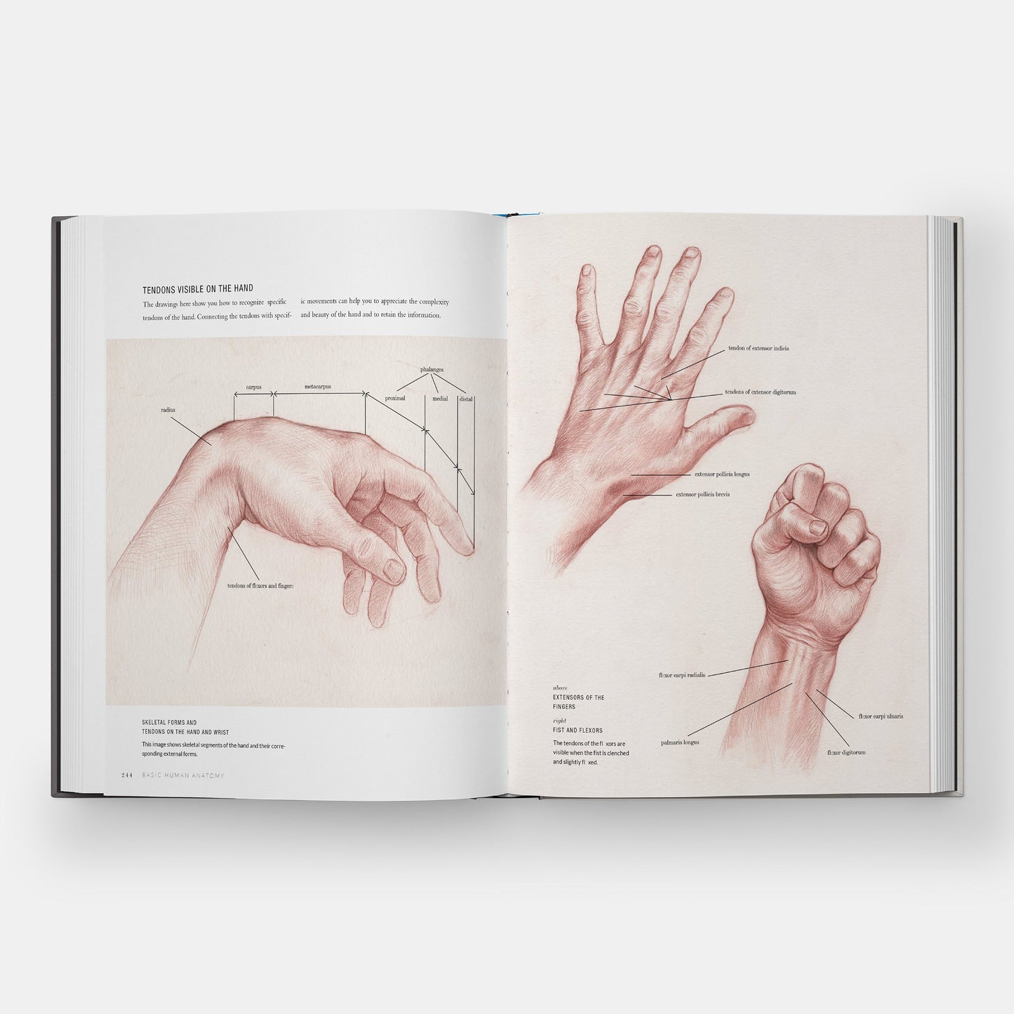 Anatomía Humana Básica: Guía Visual Esencial para Artistas