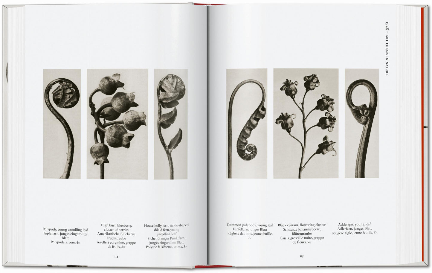 Karl Blossfeldt. La obra publicada completa. 45.ª ed.