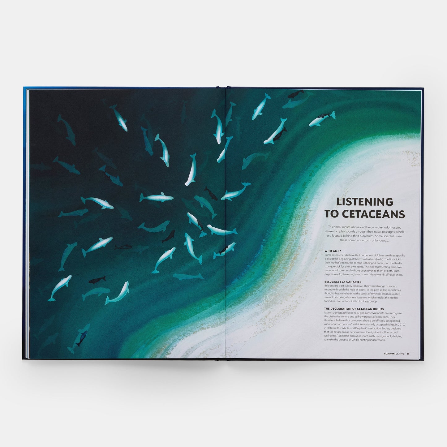 Misterios de los mamíferos marinos: guía ilustrada de ballenas, delfines y marsopas