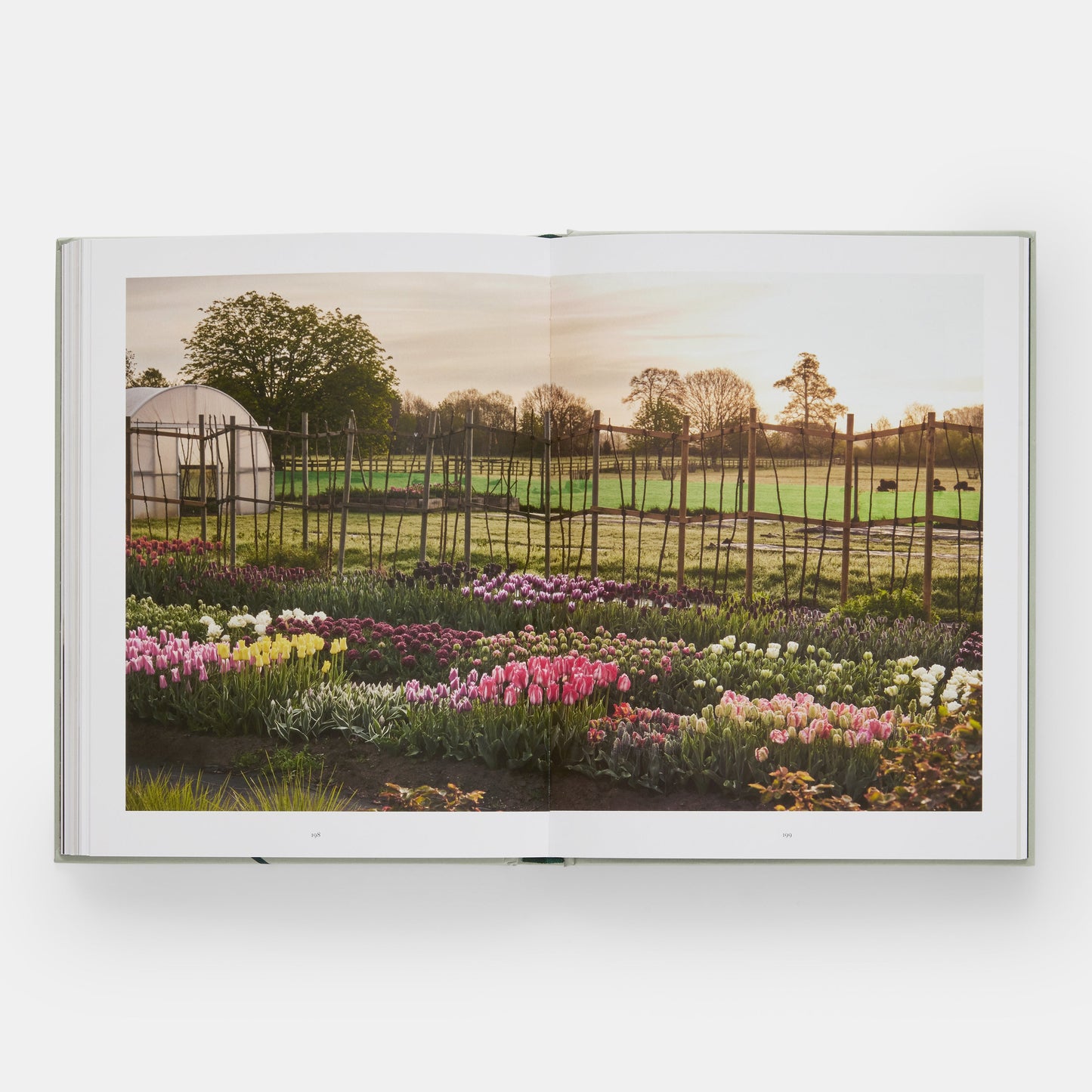El jardín de tulipanes: cultivo y recolección de especies, variedades raras y anuales