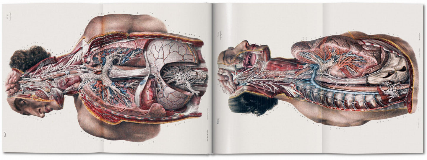 Bourgery. Atlas de Anatomía Humana y Cirugía