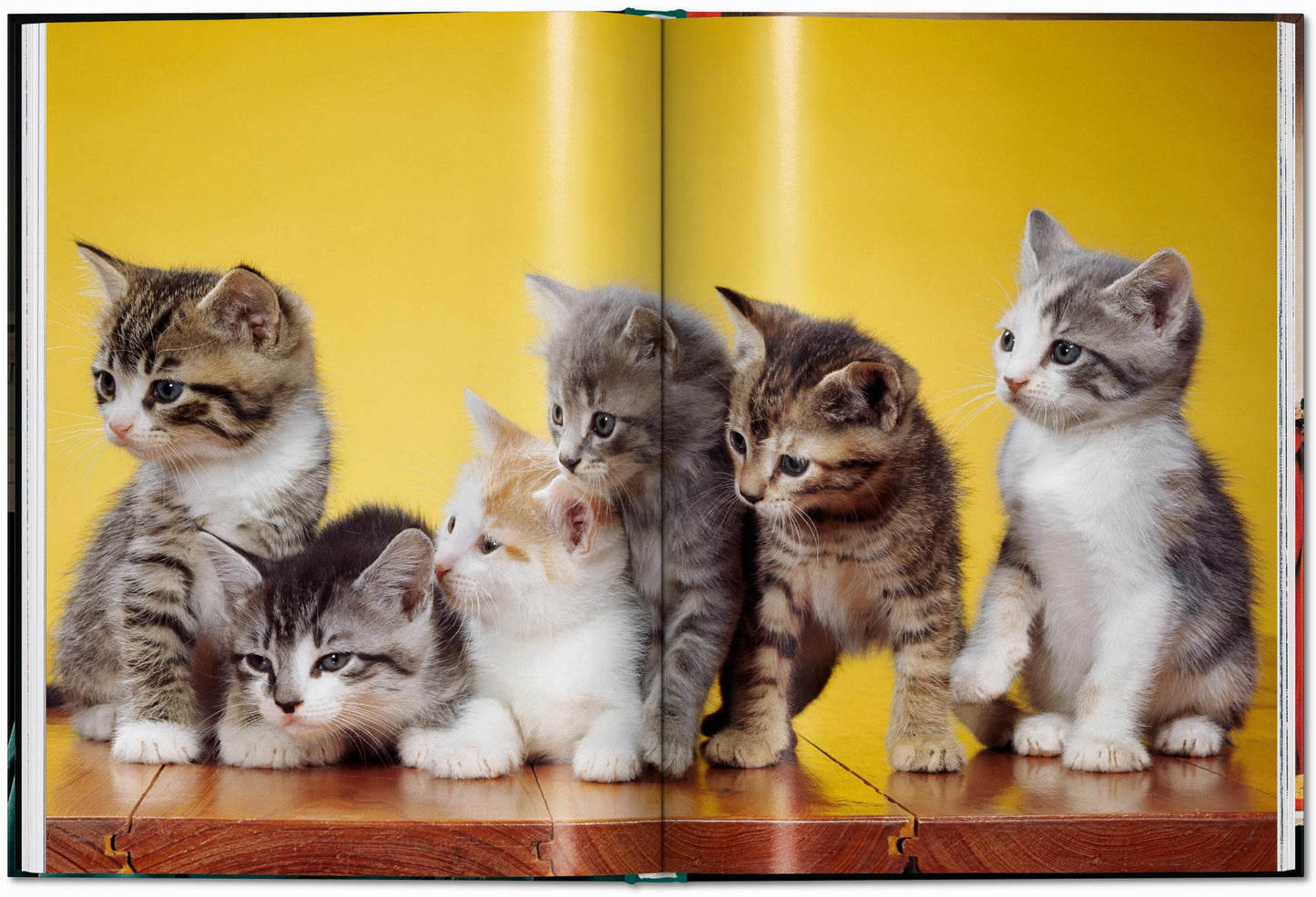 Walter Chandoha. Cats. Photographs 1942–2018