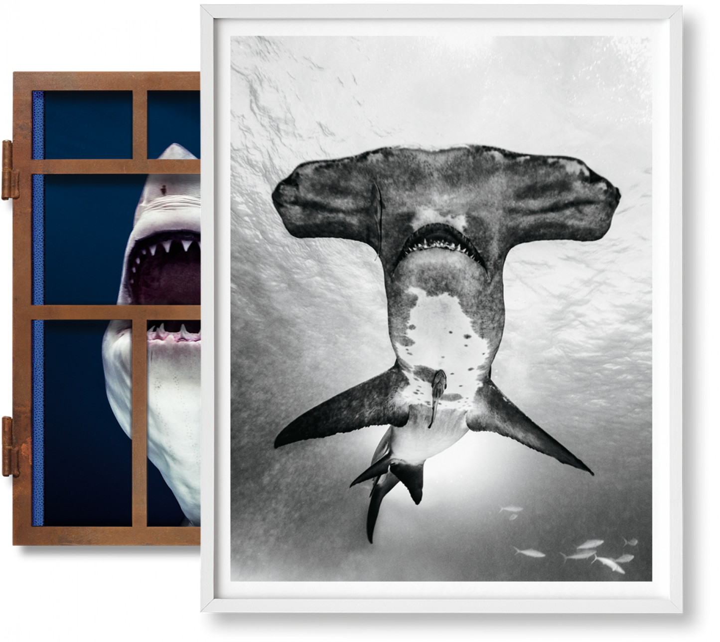 Michael Muller. Sharks, Art Edition núm. 101–200 «Bajo estudio»