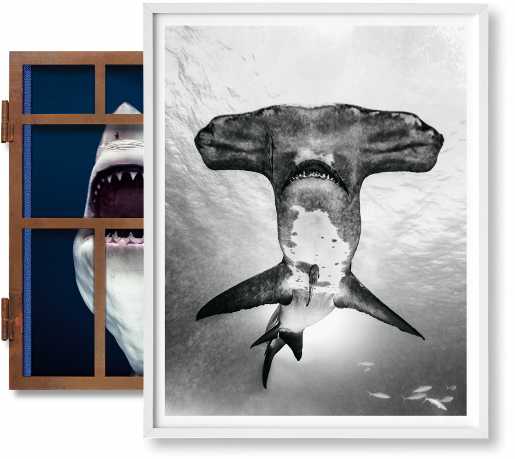 Michael Muller. Sharks, Art Edition núm. 101–200 «Bajo estudio»