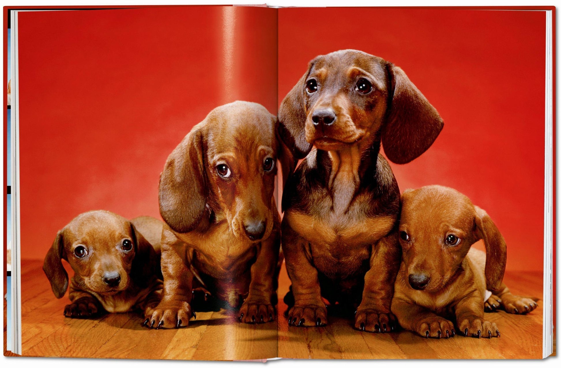 Walter Chandoha. Perros. Fotografías 1941–1991