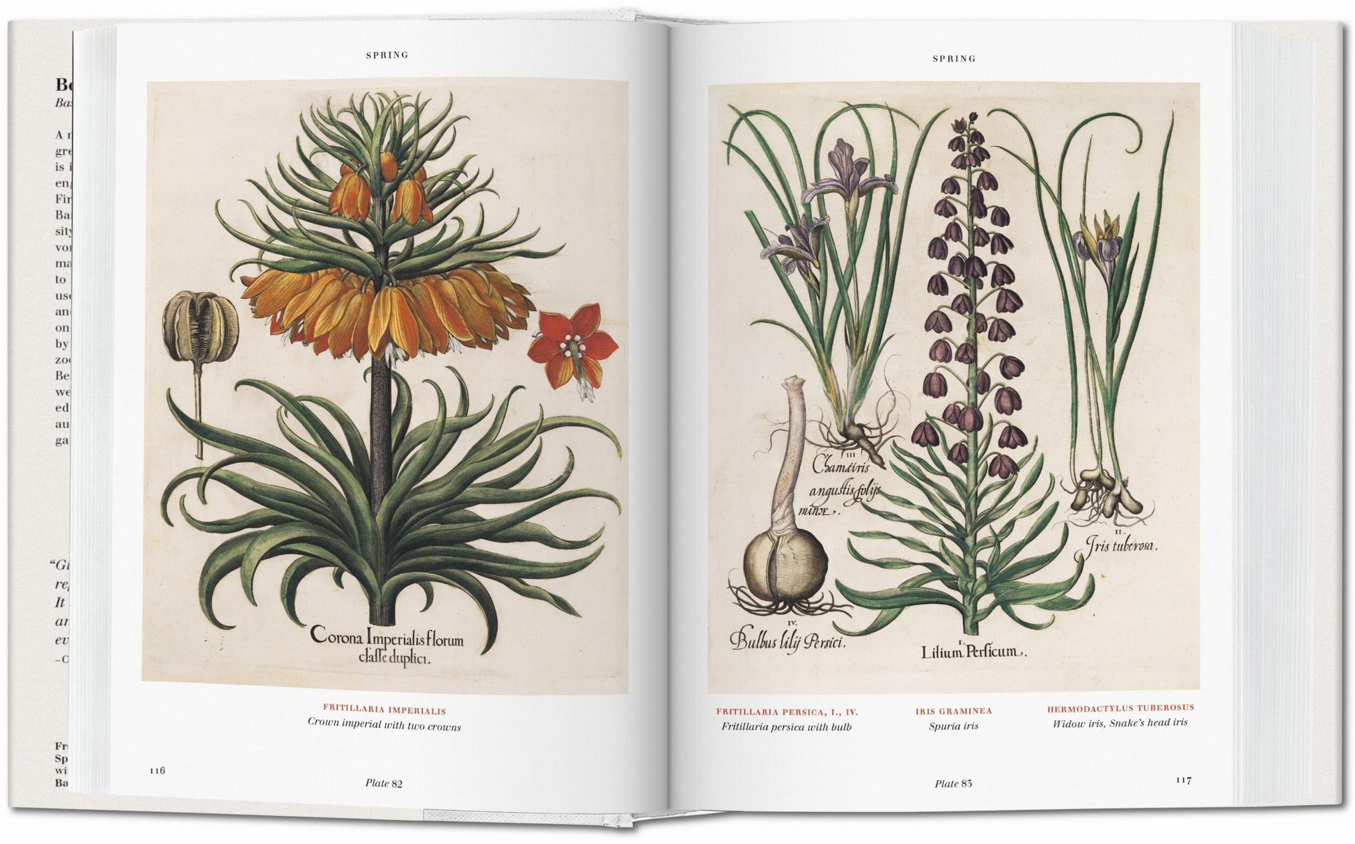 Basilius Besler. Florilegio. El libro de las plantas