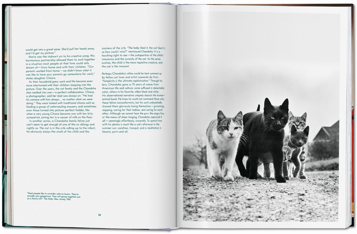 Walter Chandoha. Gatos. Fotografías 1942–2018