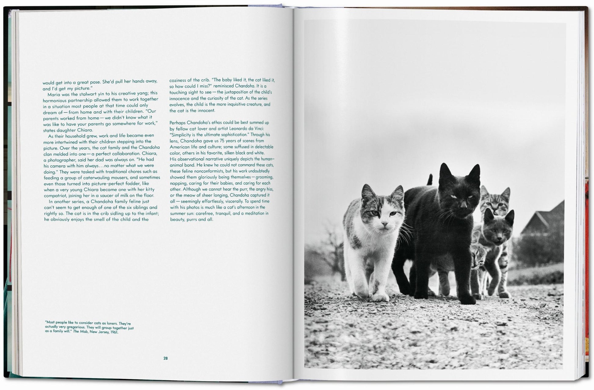 Walter Chandoha. Gatos. Fotografías 1942–2018