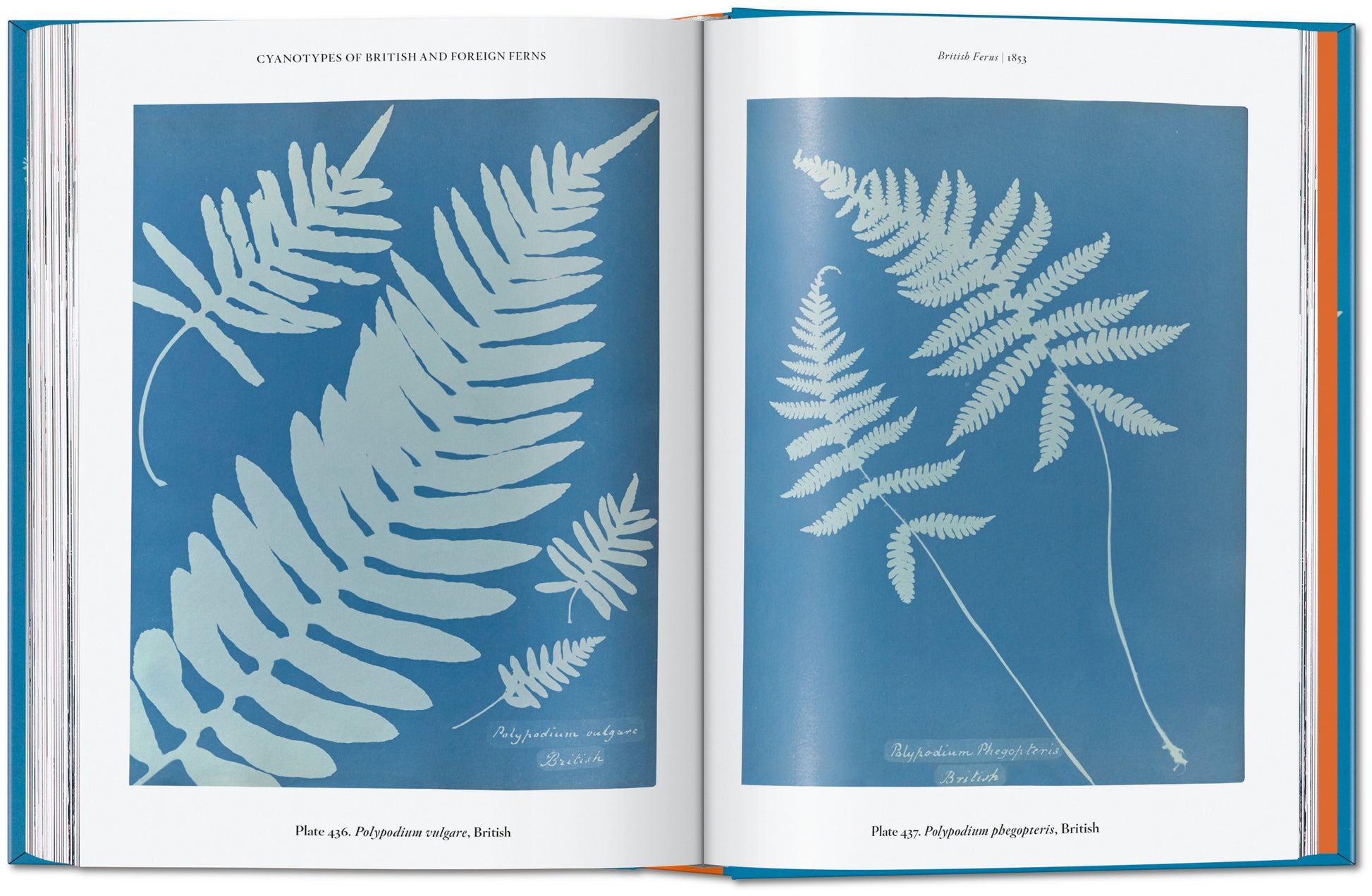 ANNA ATKINS. CYANOTYPES. 45TH ED.