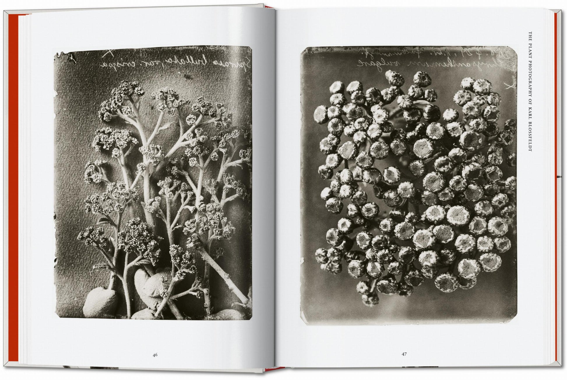 Karl Blossfeldt. La obra publicada completa. 45.ª ed.