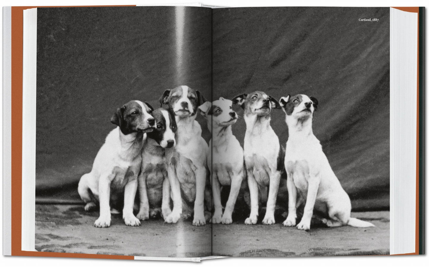 El perro en la fotografía 1839-hoy