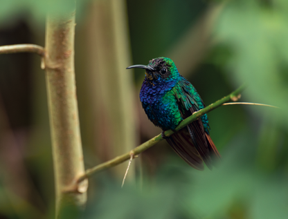 AVES DE LOS ANDES COLOMBIANOS