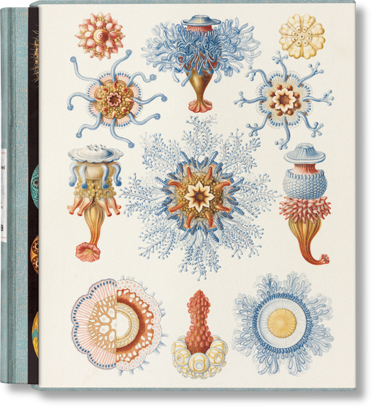 El arte y la ciencia de Ernst Haeckel