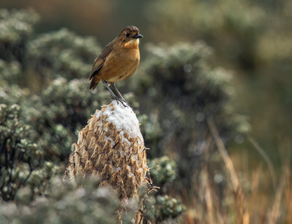 AVES DE LOS ANDES COLOMBIANOS