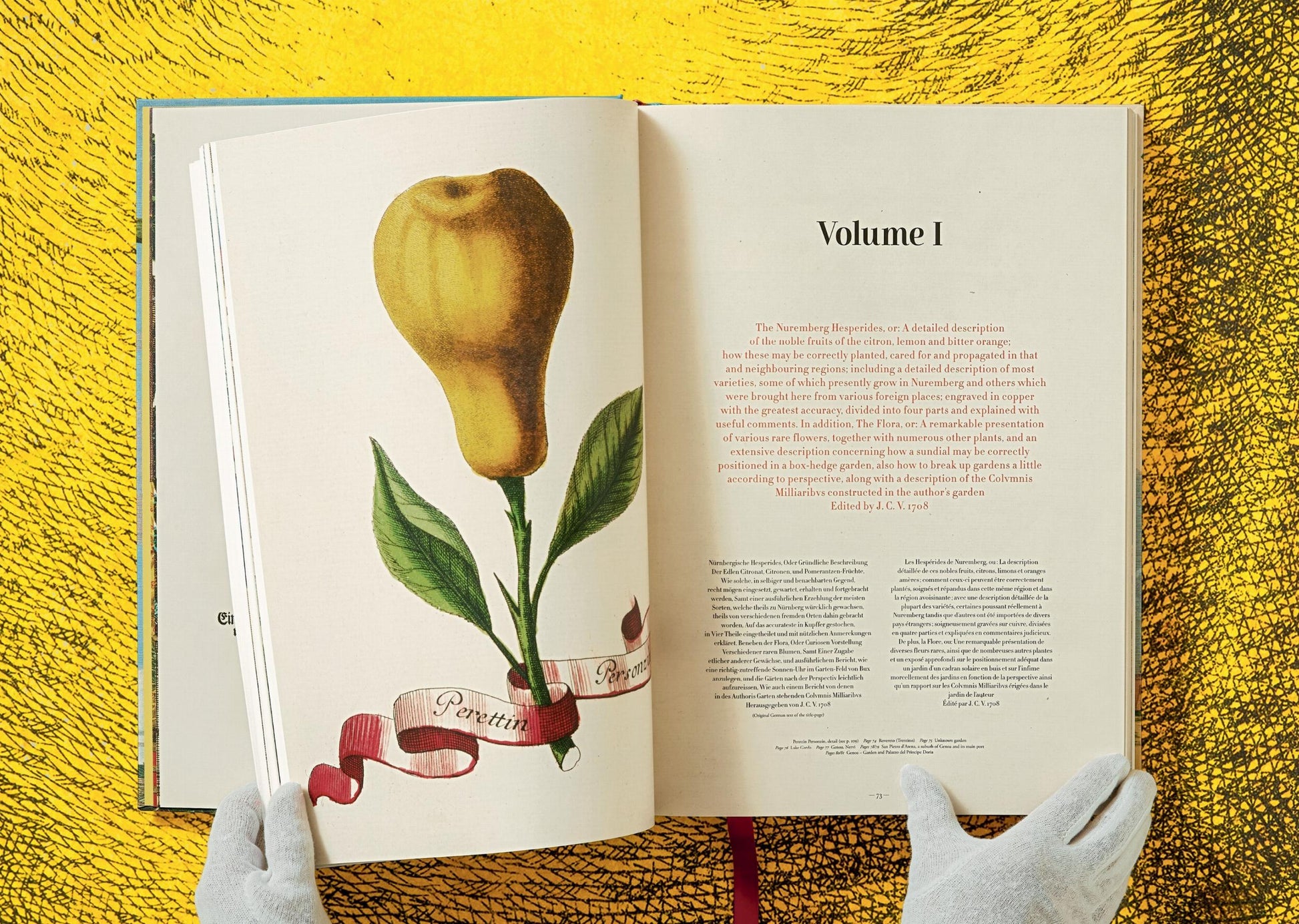 J.C. Volkamer. El libro de los cítricos