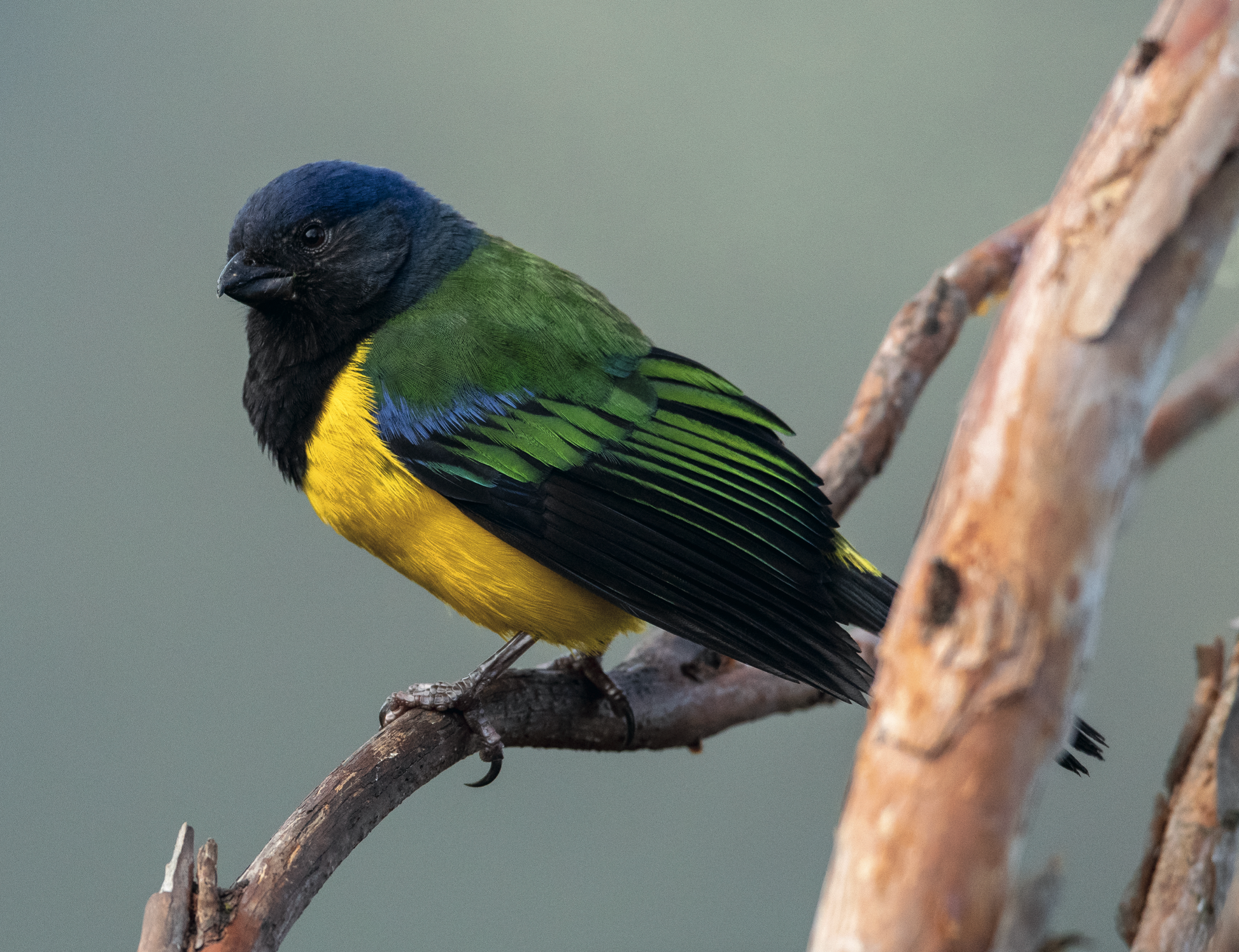 AVES DE LOS ANDES COLOMBIANOS