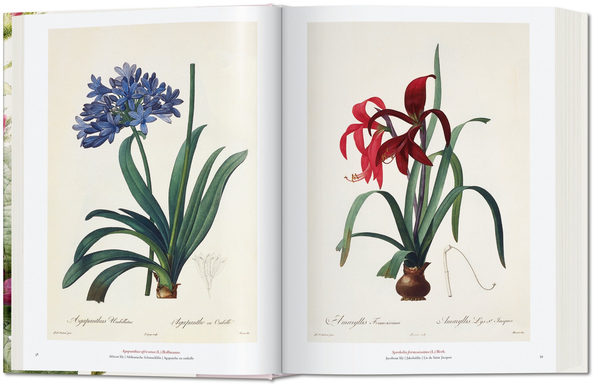 Redouté. El libro de las flores