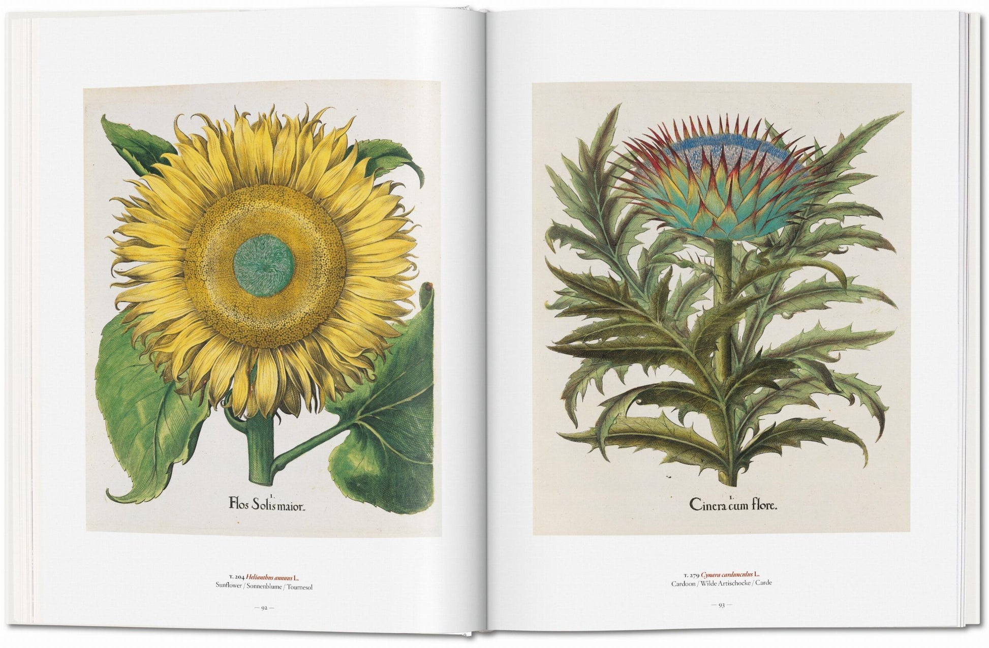 Un Jardín del Edén. Obras Maestras de la Ilustración Botánica