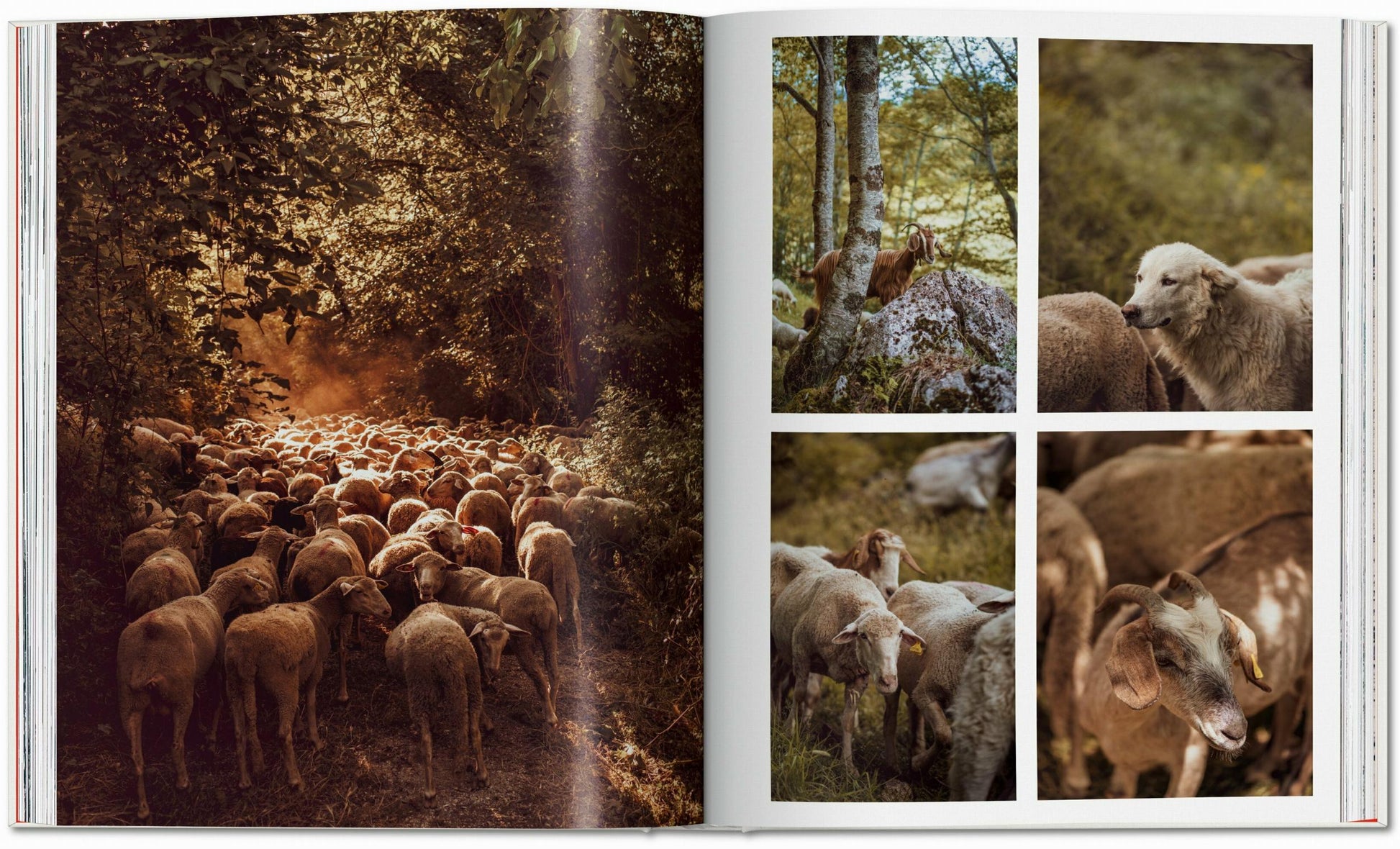 Remote Experiences. Extraordinary Travel Adventures from North to South