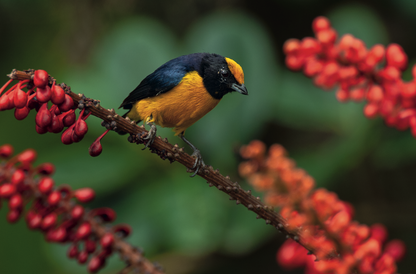 AVES DE LOS ANDES COLOMBIANOS