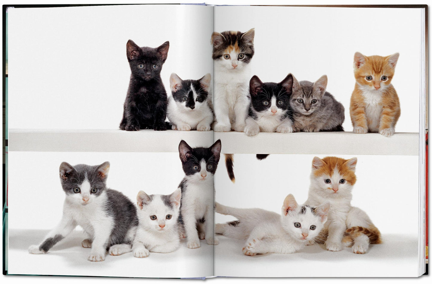 Walter Chandoha. Gatos. Fotografías 1942–2018