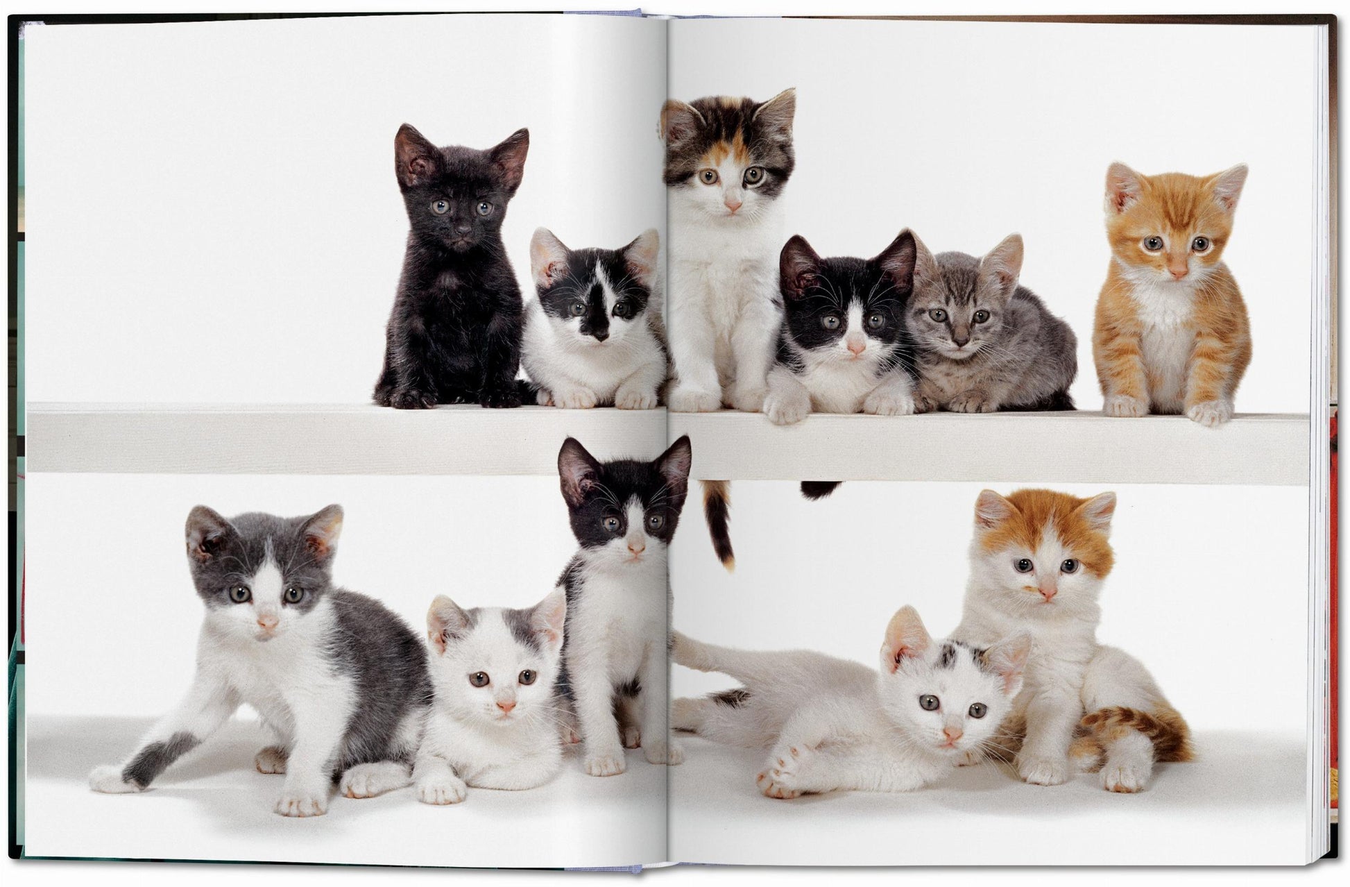 Walter Chandoha. Gatos. Fotografías 1942–2018