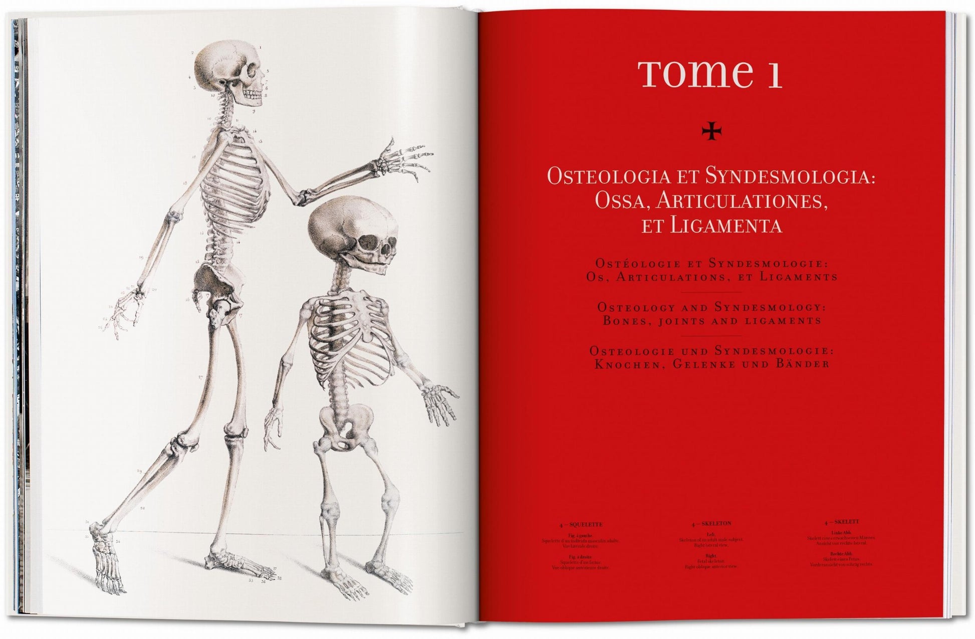 Bourgery. Atlas de Anatomía Humana y Cirugía