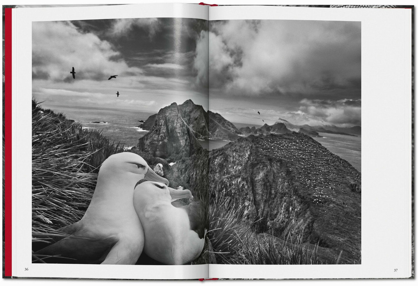 Sebastião Salgado. Génesis