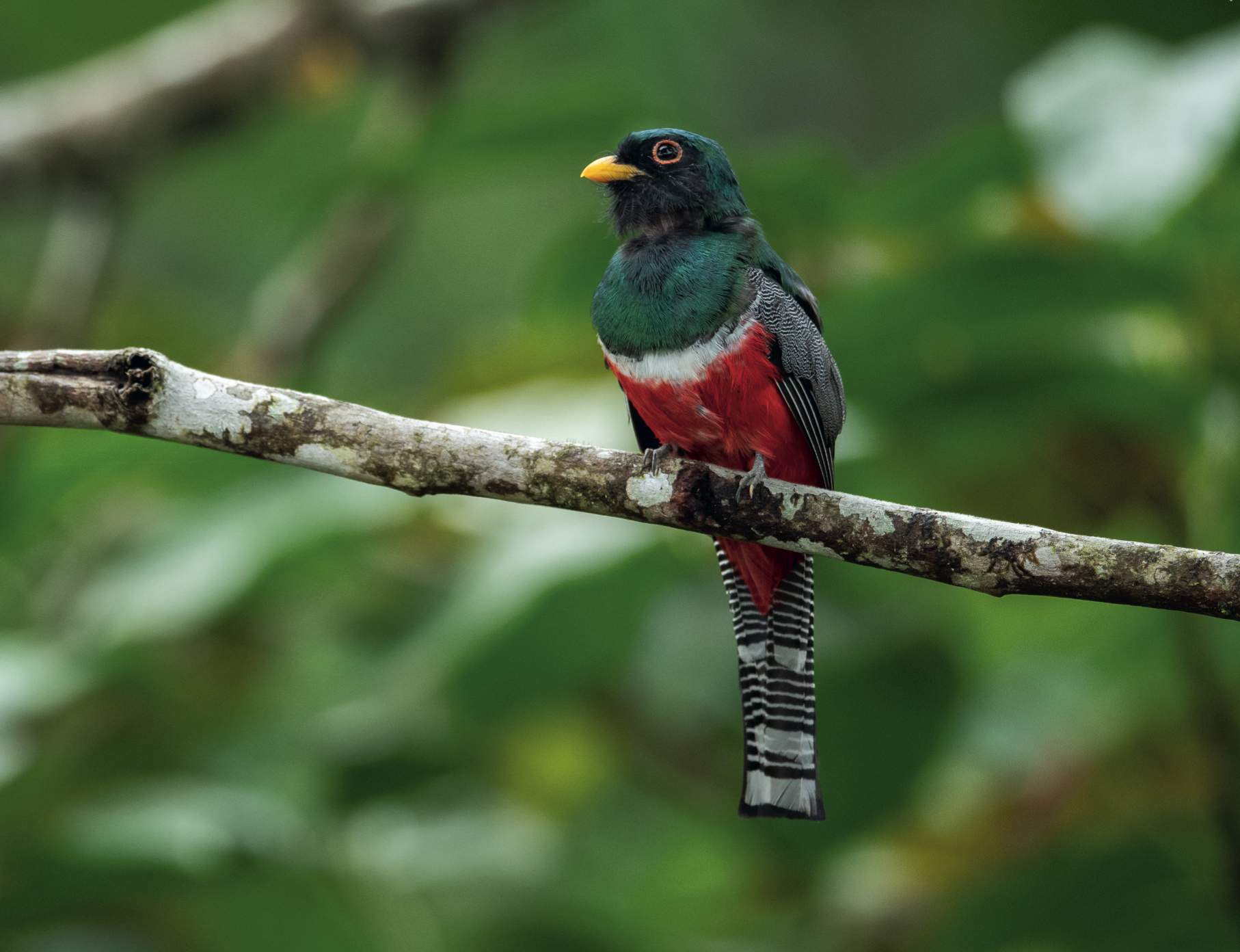 AVES DE LOS ANDES COLOMBIANOS
