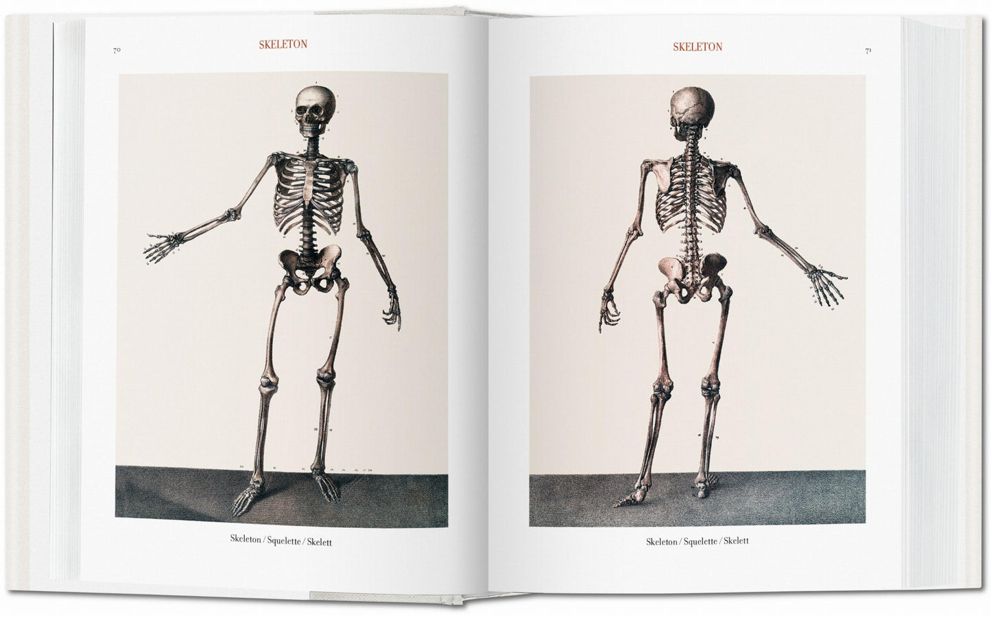 Bourgery. Atlas de anatomía humana y cirugía