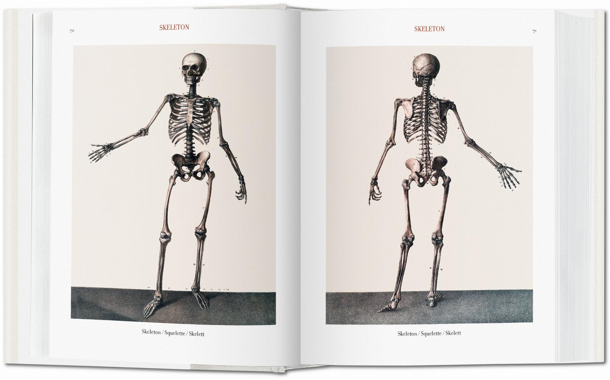 Bourgery. Atlas de anatomía humana y cirugía
