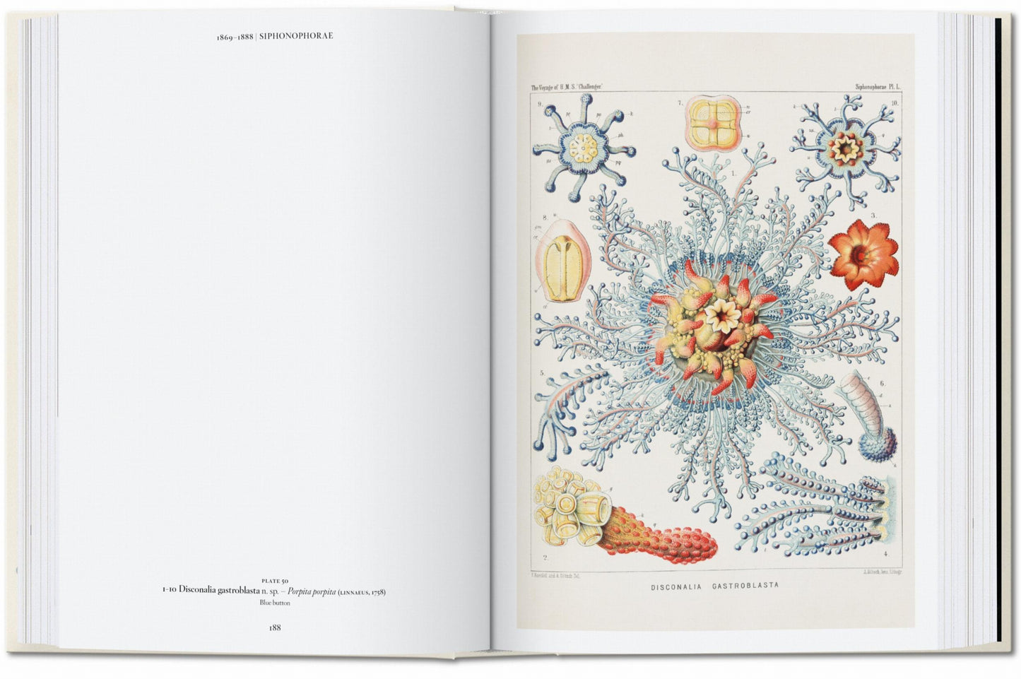 El arte y la ciencia de Ernst Haeckel. 45.ª ed.