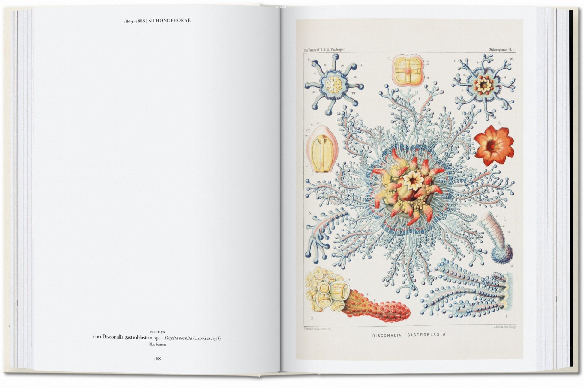 El arte y la ciencia de Ernst Haeckel. 45.ª ed.