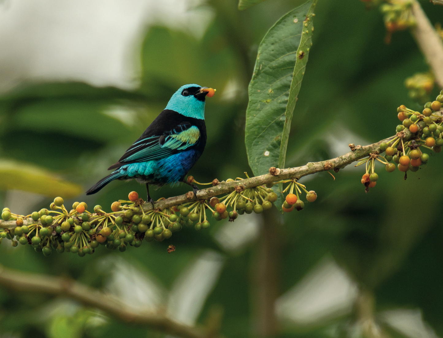Blue and green bird perched on a branch with leaves and small fruits.