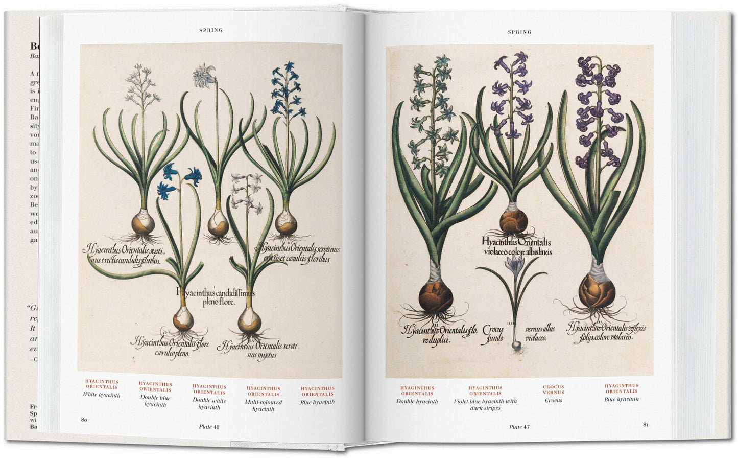Basilius Besler. Florilegio. El libro de las plantas