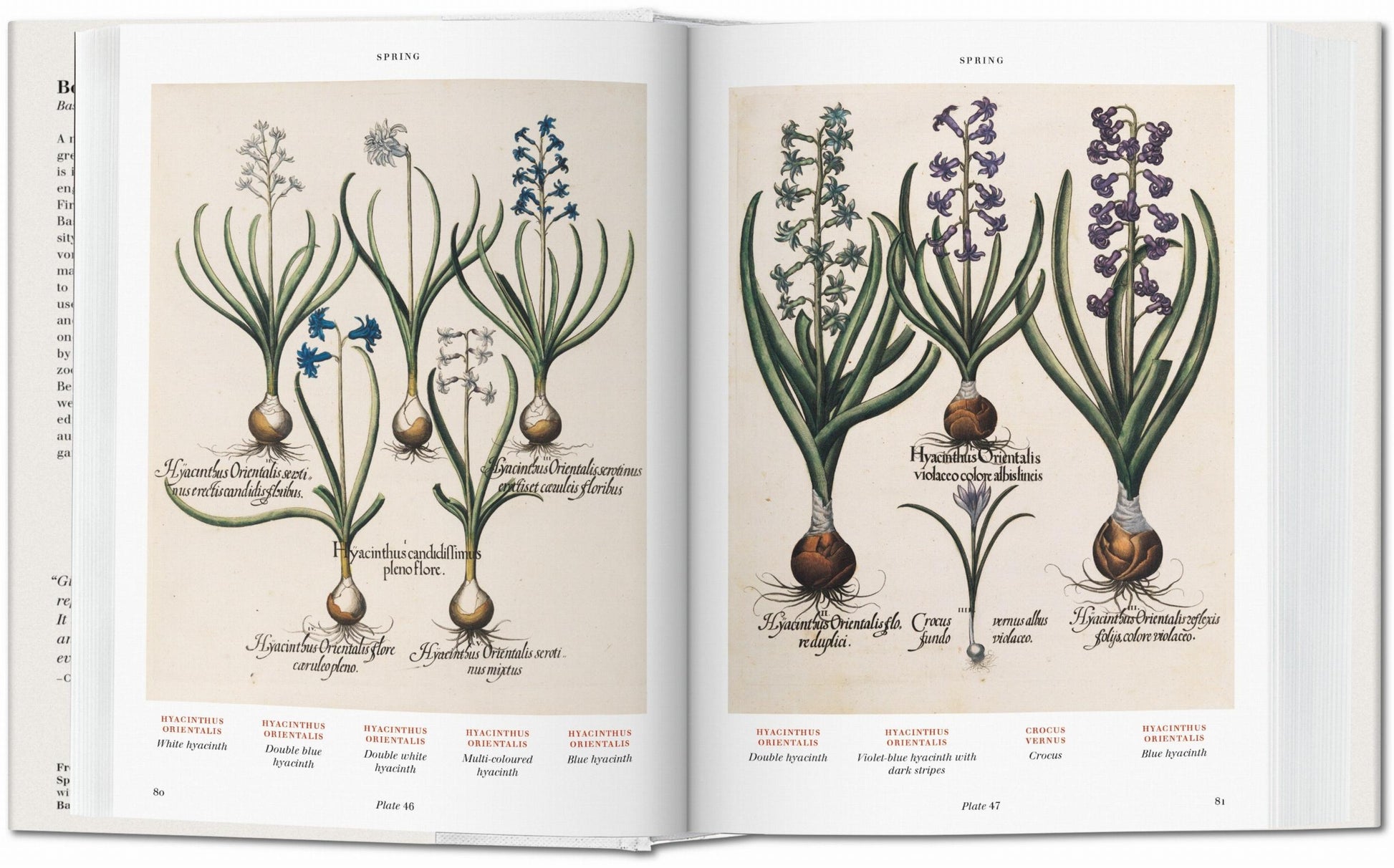 Basilius Besler. Florilegio. El libro de las plantas