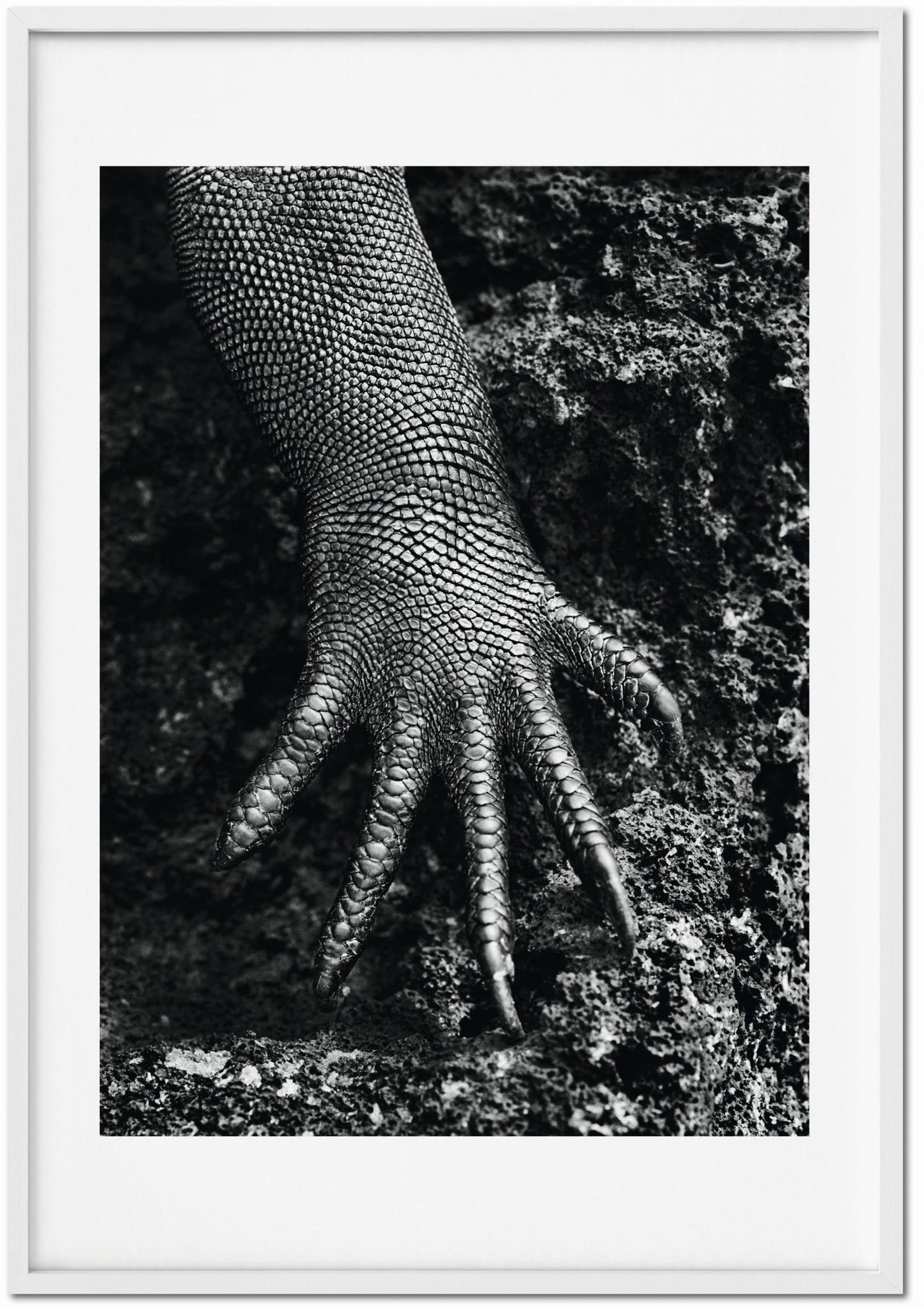 Sebastião Salgado. Génesis. Edición de Arte n.º 301–400 «Iguana Marina, Galápagos, Ecuador»