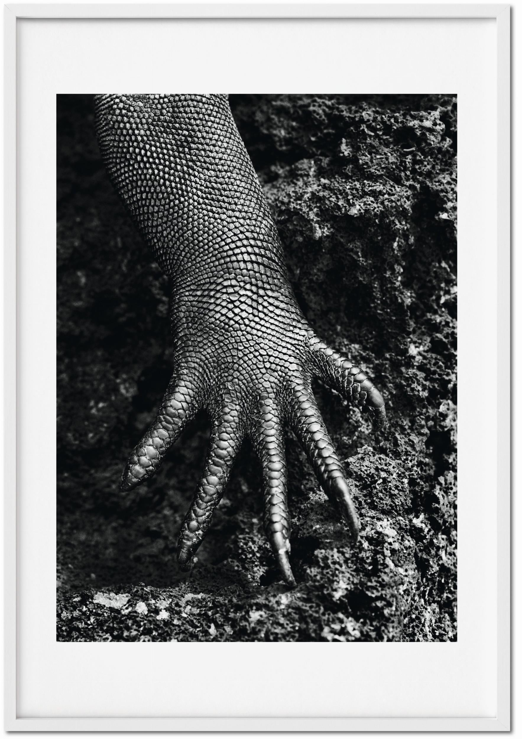 Sebastião Salgado. Génesis. Edición de Arte n.º 301–400 «Iguana Marina, Galápagos, Ecuador»