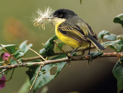AVES DE LOS ANDES COLOMBIANOS