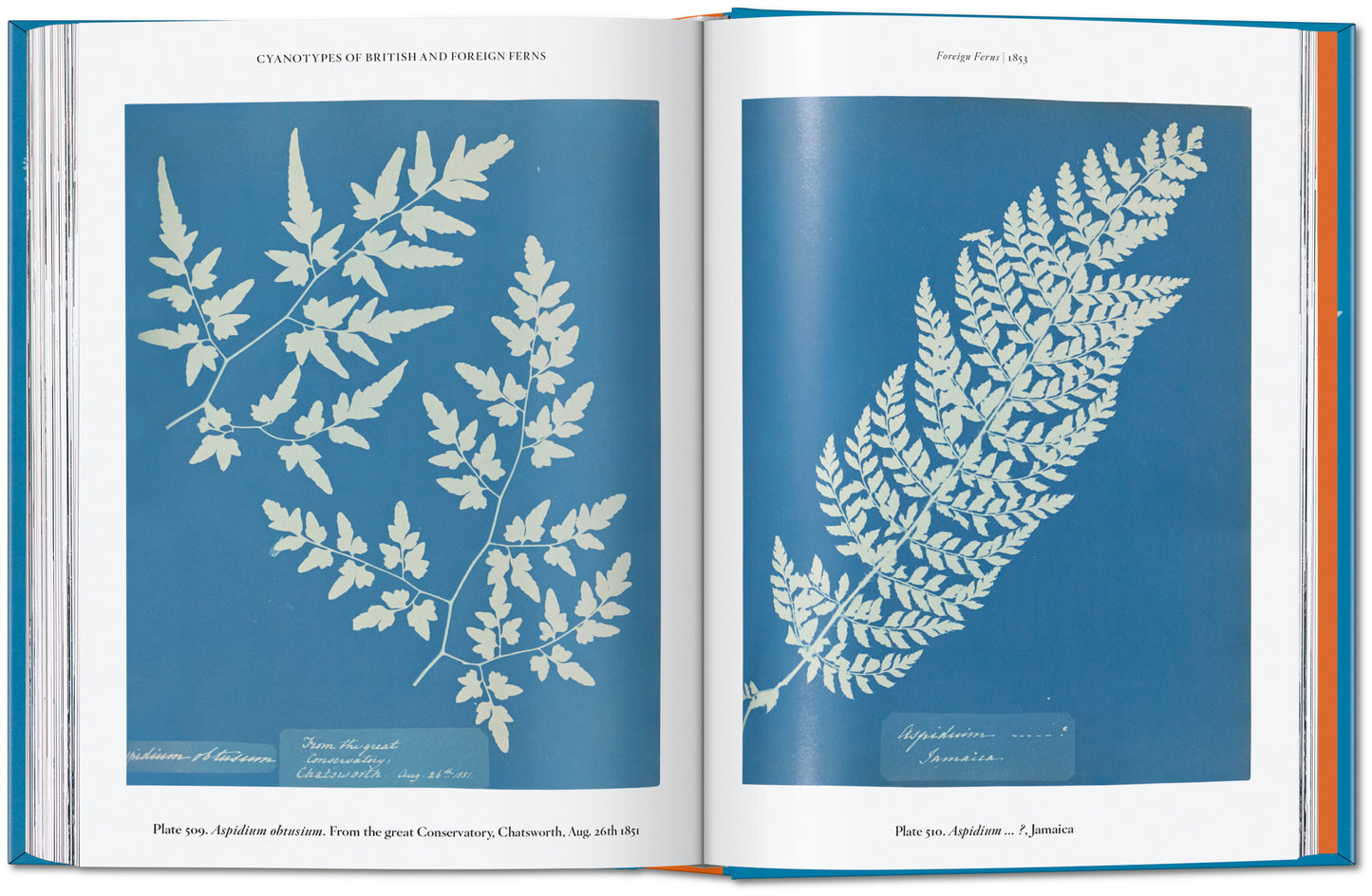 ANNA ATKINS. CYANOTYPES. 45TH ED.