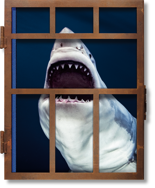 Michael Muller. Tiburones
