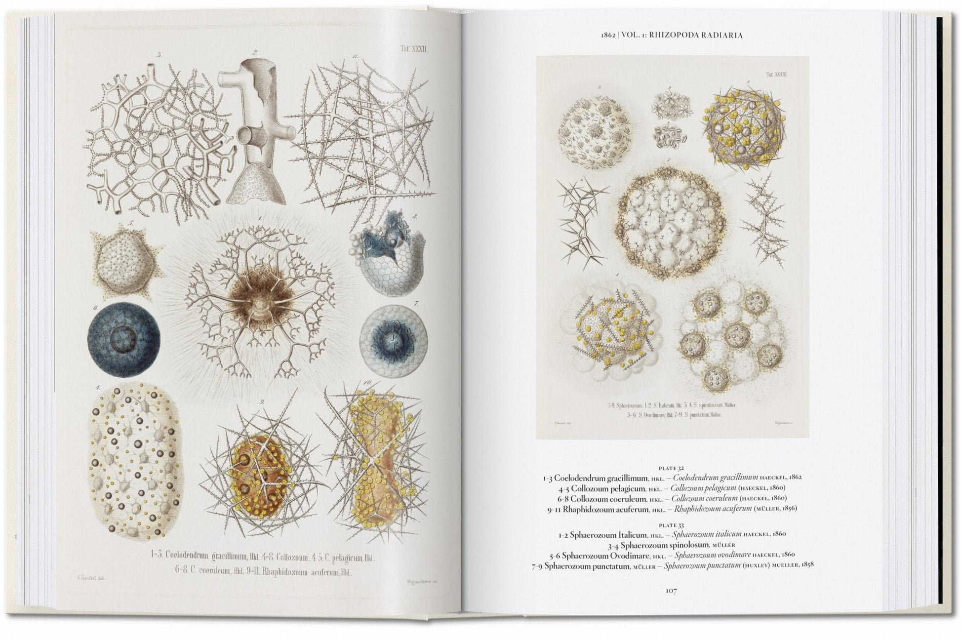 El arte y la ciencia de Ernst Haeckel. 45.ª ed.
