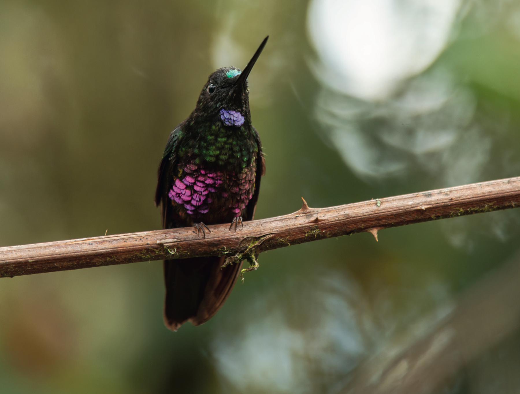 AVES DE LOS ANDES COLOMBIANOS