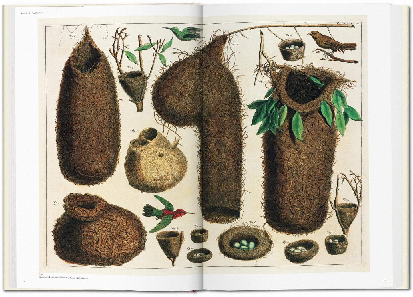 Seba. Gabinete de curiosidades naturales