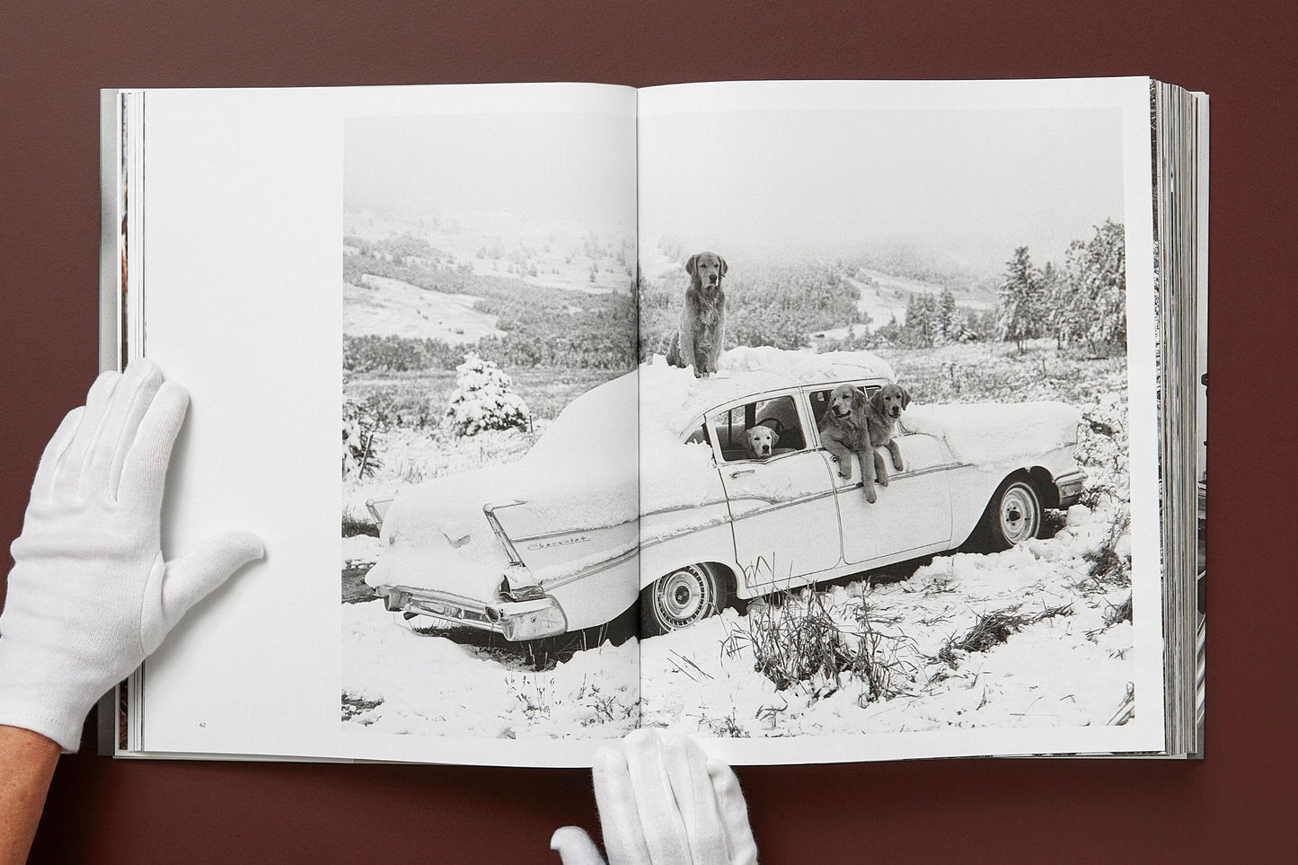 BRUCE WEBER. THE GOLDEN RETRIEVER PHOTOGRAPHIC SOCIETY
