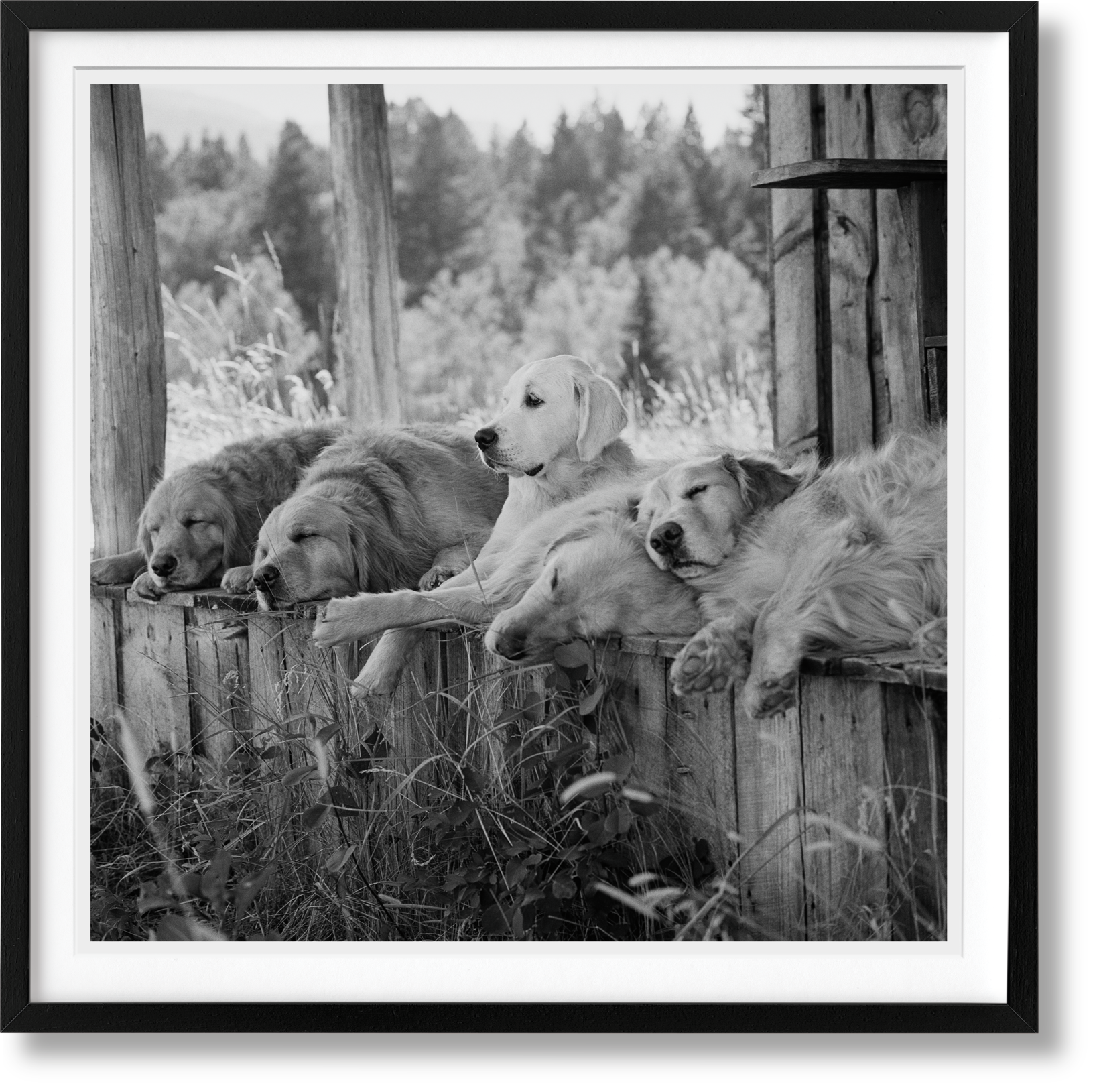 Bruce Weber. The Golden Retriever Photographic Society. Edición de Arte Nro. 1–100 «Little Bear Ranch, Montana, 1996»