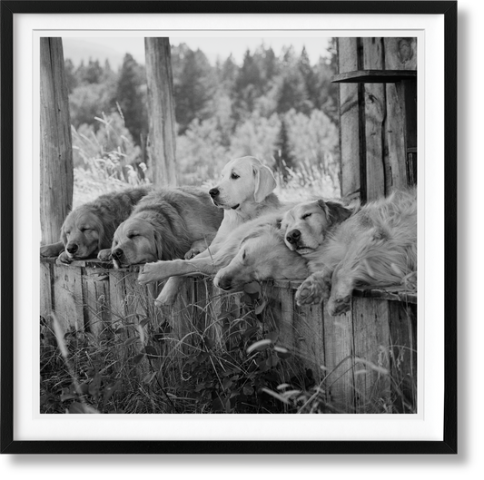 Bruce Weber. The Golden Retriever Photographic Society. Edición de Arte Nro. 1–100 «Little Bear Ranch, Montana, 1996»